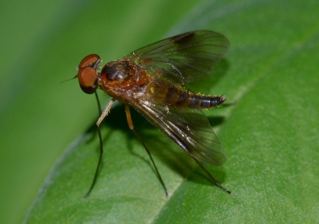 C. cf. luteolus maschio (Rhagionidae)